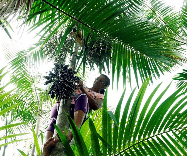 Mulher apanha açaí em palmeira no Pará